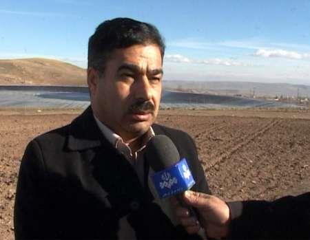 برداشت بادام زمینی در شهرستان سرعین