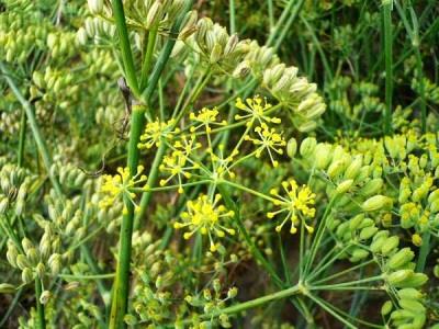 رتبه نخست شهرستان رزن در کشت رازیانه