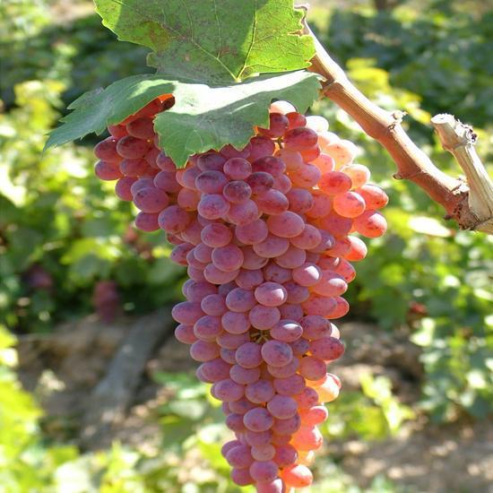 خسارت ناشی از آفت «زنجره مو» در باغات انگور استان زنجان گزارش نشده است