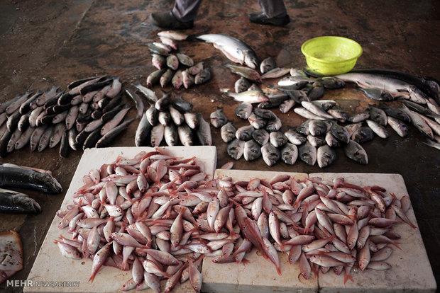 تولید ۸۳۰ تن ماهی در استان سمنان/ آمادگی افزایش تولید تا ۳ برابر