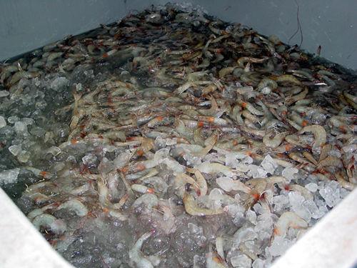 ضدعفونی استخرها وظیفه دامپزشکی نیست/ لکه‌سفید، کل خوزستان را آلوده کرد