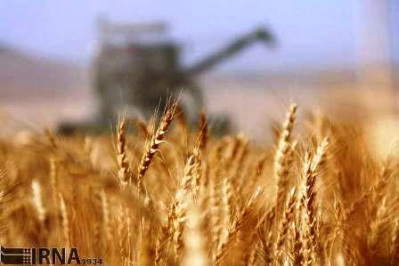 رشد 20درصدی برداشت گندم در املش