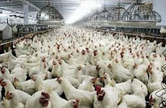 40 هزار تن گوشت مرغ در استان اردبیل تولید می شود