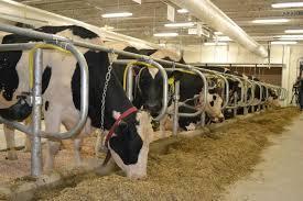 مرکز آمار خبر داد:/-افزایش قیمت تولید محصولات گاوداری/ کاهش 0.37 درصدی قیمت شیر زمستان 94