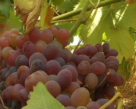 700تن انگور از تاکستان ها ی شهرستان اندیکا برداشت شد