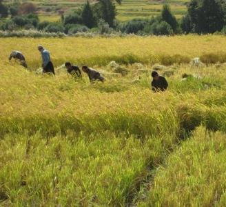 برداشت برنج از 50 هکتار شالیزار آبدانان آغاز شد