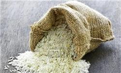 آلودگی برنج‌های وارداتی توسط سازمان غذا و دارو تأیید شد