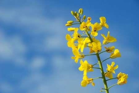 کشت کلزا در مزارع کشاورزی شهرستان قزوین 4 برابر رشد یافت