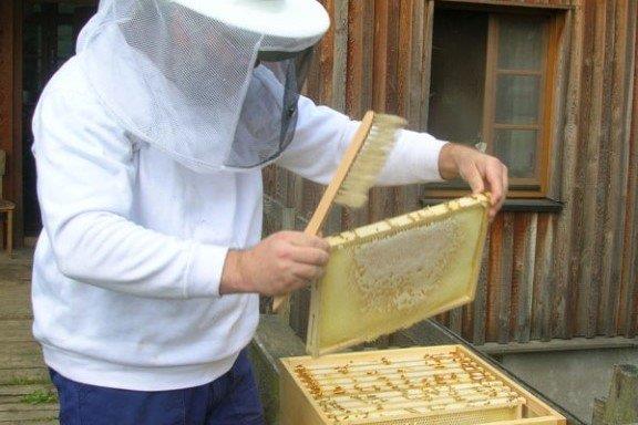 ۱۲۵ تن عسل از کلنی های زنبور عسل شفت برداشت شد
