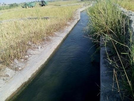 مراحل پایانی برداشت برنج شمالی جنوب