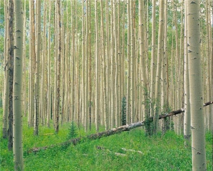 زراعت صنعتی چوب موجب افزایش اشتغال می شود