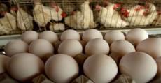 عقب‌گرد قیمت مرغ و پیشتازی تخم‌مرغ در بازار/ پیش‌بینی افزایش 15 درصدی قیمت ماهی در دو هفته پایانی سال