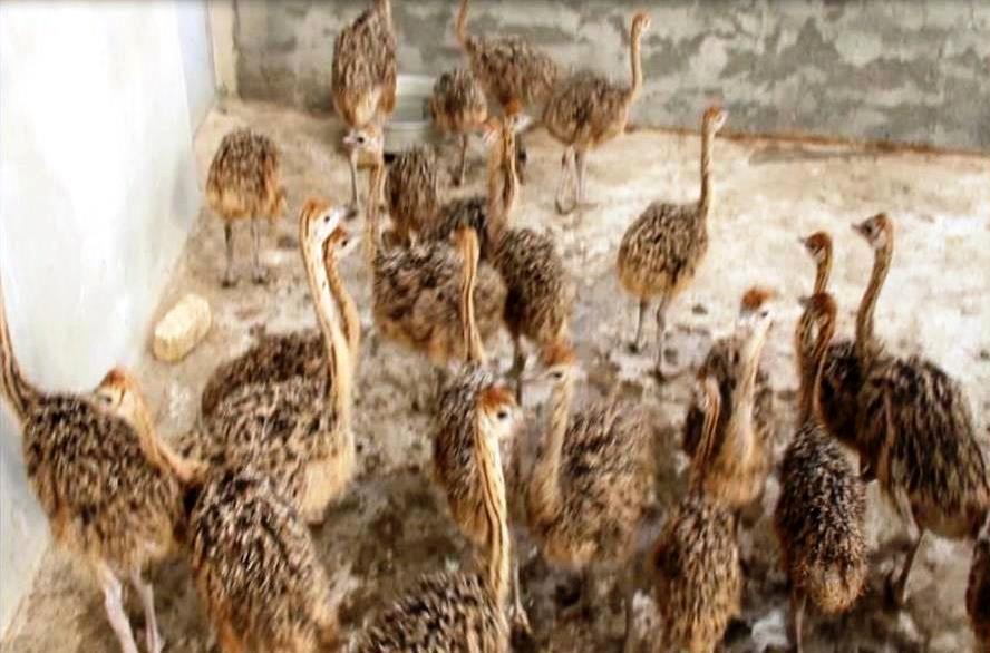 بهره برداری از یک واحد پرورش شتر مرغ در چهار محال و بختیاری