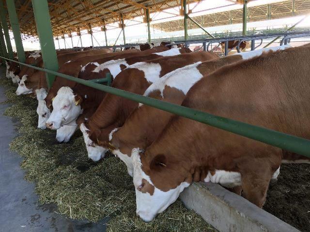 بهره برداری از مجتمع پیشرفته گاوهای دو منظوره سیمنتال کشور در قزوین/ گزارش تصویری