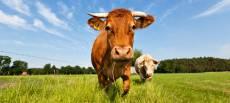 پروانه پرواربندی گاوهای گوشتی صادر نمی‌شود/ بانک کشاورزی پرداخت تسهیلات با سود 18 درصد را متوقف کرد