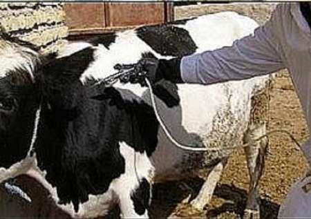 سالانه هزار رأس دام در جنوب کرمان تلقیح مصنوعی می شوند