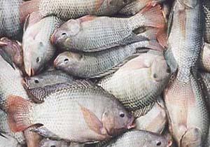 مادران باردار ماهی «تیلاپیا» نخورند/ واردات این ماهی خیانت است