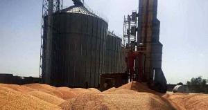 برداشت گندم در ایران چقدر می تواند افزایش یابد؟
