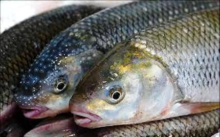 افزایش 25 درصدی تولید ماهیان گرمابی در گلستان