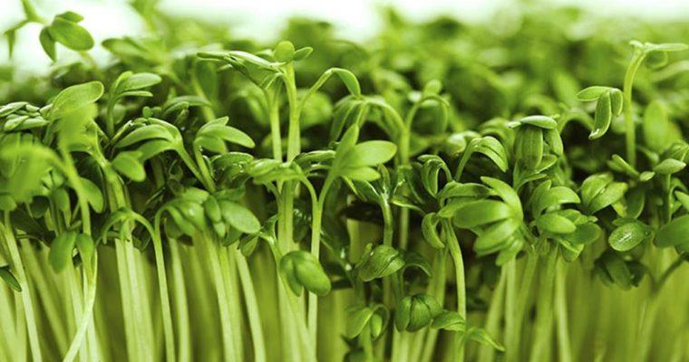 روابط‌عمومی بانک‌کشاورزی در رشته«خلاقیت»برترشد