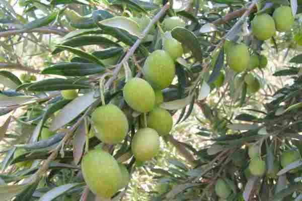 افت کیفیت زیتون به دلیل نبود دانش فراوردی و سیستم های کنترلی است