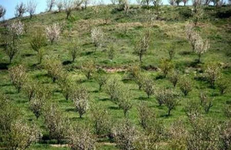 بیش از یکهزار هکتار باغ در اراضی شیبدار خراسان شمالی ایجاد شد