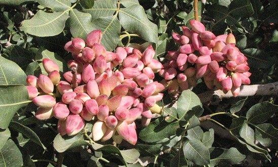 افزایش 10 درصدی تولید پسته در استان تهران