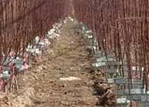 نهال های شناسه دار یارانه دریافت می کنند