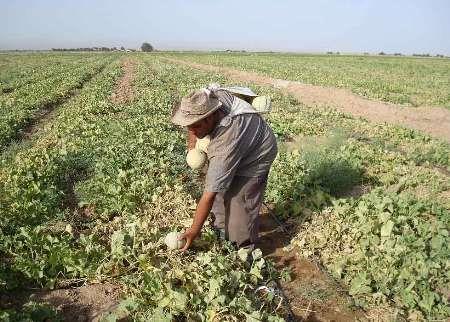 سایه ورشکستگی بر سر صیفی کاران بیجاری