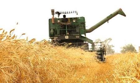 آغاز پرداخت بهای گندم خریداری شده از کشاورزان آذربایجان غربی