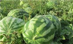 قیمت میوه و سبزی/هندوانه ۶۰۰ تومان + جدول