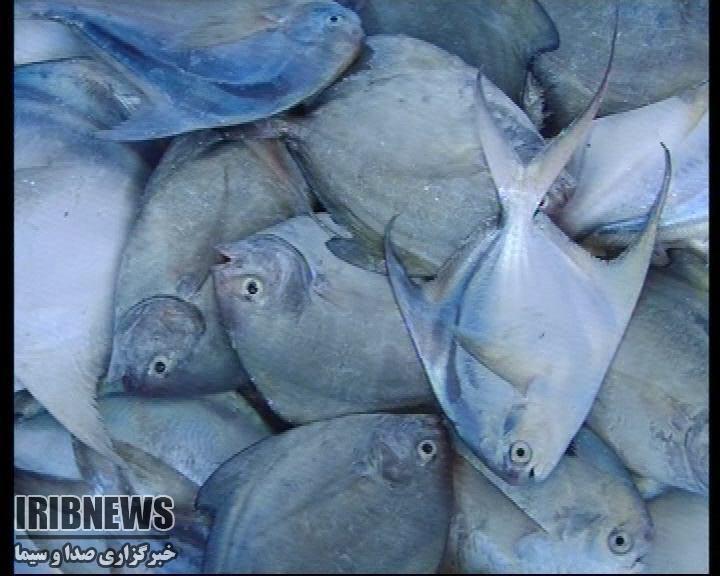 افزایش بیش از60 درصدی صادرات آبزیان
