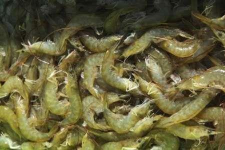 900 میلیون قطعه بچه میگو در استخرهای پرورش استان بوشهر ذخیره سازی شد