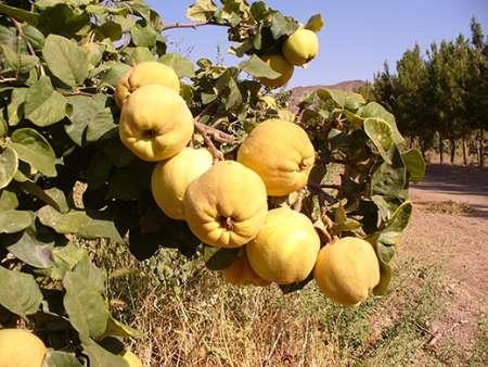 یک ششم محصول «به» کشور در نطنز تولید می شود