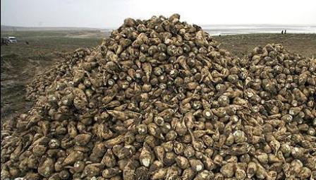 210 میلیارد ریال مطالبات پارسال چغندرکاران آذربایجان غربی پرداخت نشده است