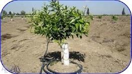 اجرای طرح آبیاری تحت فشار در بیش از 80 هکتار از زمین های کشاورزی بابلسر