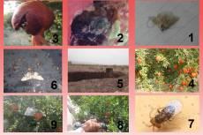 دوره آموزشی مدیریت و تغذیه باغات انار و انجیر از فردا در لرستان برگزار می شود