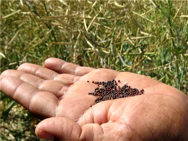 تامین 55 تن بذر کلزا برای کشاورزان مازندرانی