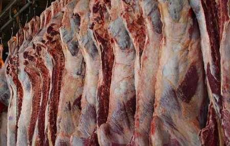 گوشت میش وارداتی ٤٠درصد پایین تر از گوشت گوسفند وارداتی عرضه می شود