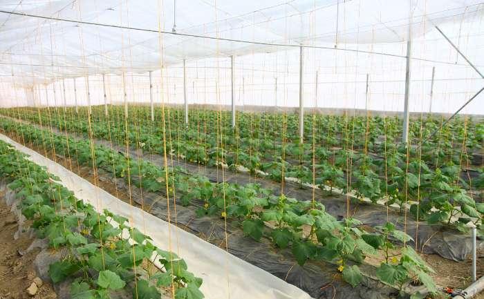 اجرای 200 طرح عمرانی و اقتصادی در بخش کشاورزی