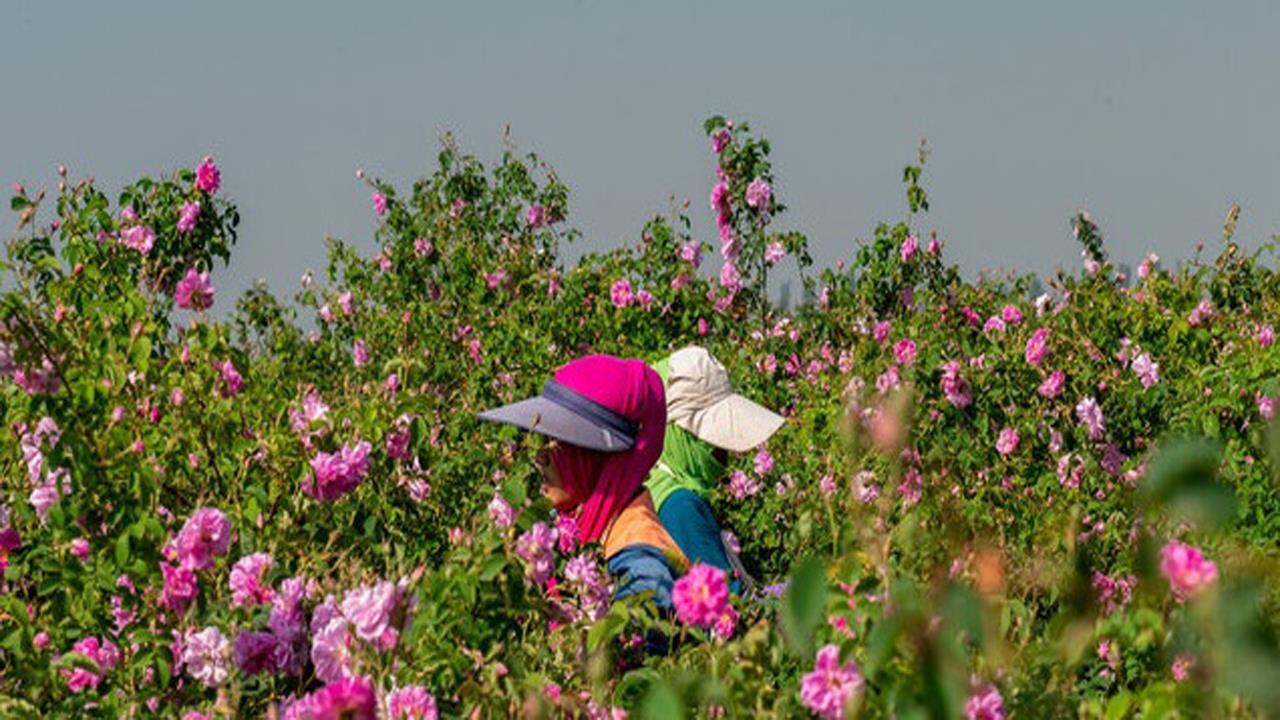 گردشگری کشاورزی؛ ایدهای نو برای معیشتی پایدار