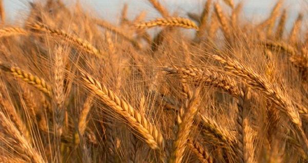 تولید جو به بیش از ۳میلیون تن رسید/ پرداخت۳۰درصد مطالبات کشاورزان