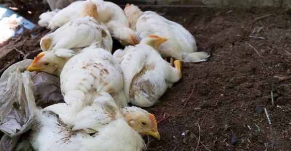 قیمت‌گذاری دستوری دولت بر روی مرغ قابل قبول نیست/ قیمت مرغ از قیمت جهانی کمتر است/ خطر شیوع آنفلوآنزای حاد پرندگان