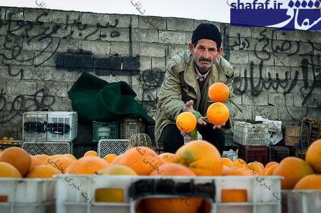 اعلام جایزه صادراتی برای پرتقال و نارنگی