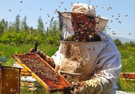 امسال850 هزار کیلو عسل در استان تهران تولید شد