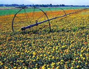 کشاورزی به خارج از خاک ایران می رود