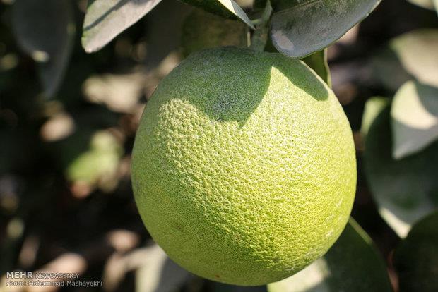 کلاف واردات پیچیدهتر شد/۲۰آفت قرنطینهای را چه کسانی وارد کردند؟