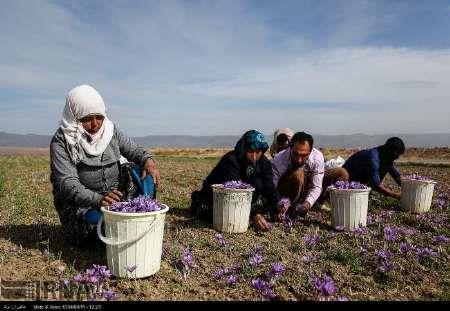 زعفران گلستان در انتظار سهمی از بازار جهانی