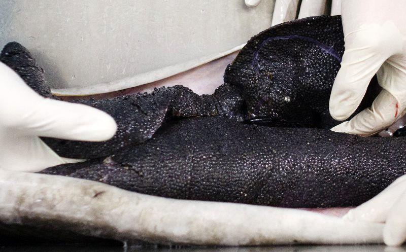 تولید یک تن خاویار و 150 تن گوشت در سال به ظرفیت تولید کشور افزوده شد/ درخواست مساعدت مسئولان به بازاررسانی محصولات شیلاتی