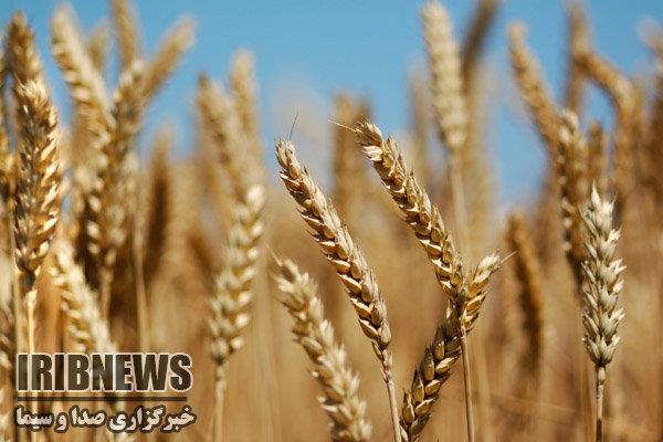 کشت جو برای نخستین بار در زمینهای مستعد آبادان